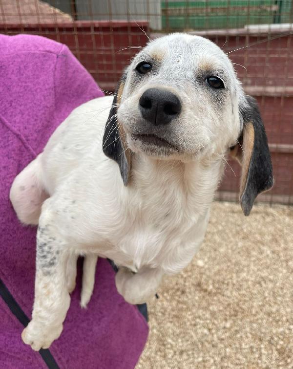 LA TENERISSIMA SIRYA Foto 6